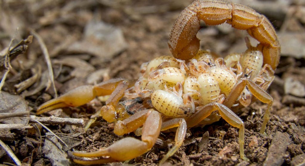 A scorpion carrying its babies on its back